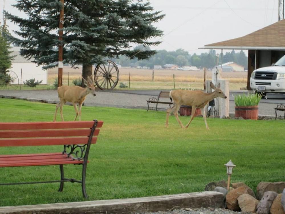 Rim Rock Motel Alturas Exterior foto
